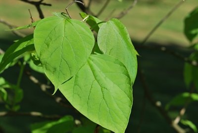 Catalpa bignonioides - katalpa trubačovitá - letní listy(75)